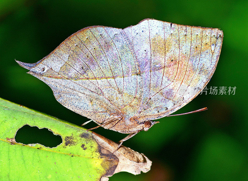 叶蝴蝶(Kallima inachus)在绿叶上。